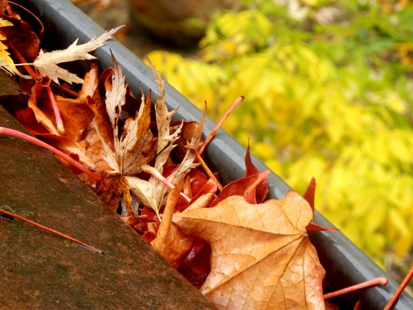Roof Gutter Debris Removal in Fort Myers