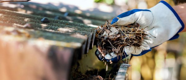 Pine Needle Gutter Cleaning in Fort Myers